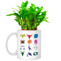 Deliver Lucky Bamboo Tree in Sunsign Mug